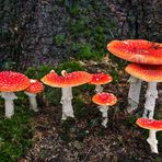 Amanita muscaria