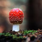 Amanita muscaria