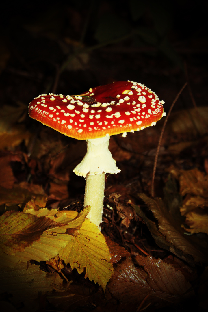 Amanita muscaria, ein Leuchten im Dunkeln