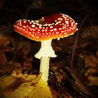 Amanita muscaria, ein Leuchten im Dunkeln