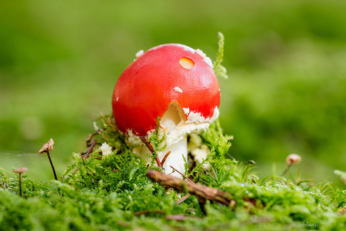 Amanita muscaria