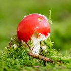 Amanita muscaria