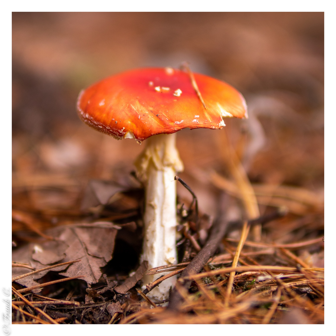 Amanita muscaria