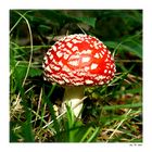 Amanita muscaria.........