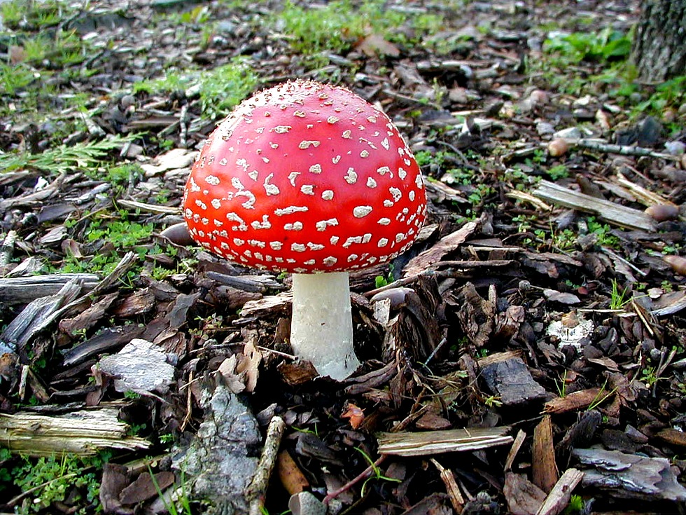 Amanita muscaria