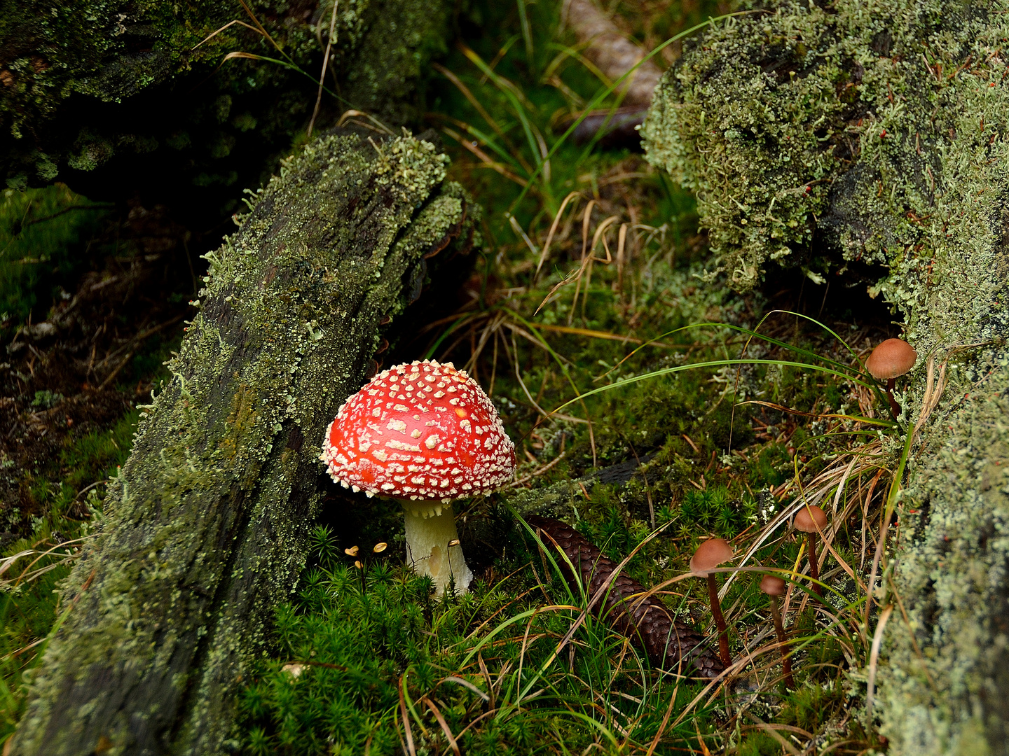 Amanita muscaria