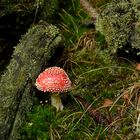 Amanita muscaria