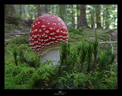 Amanita Muscaria