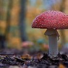 Amanita muscaria