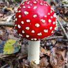 Amanita muscaria - Fliegenpilz - Amanite tue-mouches - Fly fungus