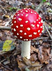 Amanita muscaria - Fliegenpilz - Amanite tue-mouches - Fly fungus