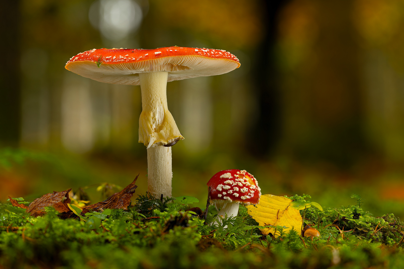 Amanita Muscaria - Fliegenpilz im Herbst