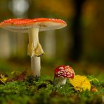 Amanita Muscaria - Fliegenpilz im Herbst