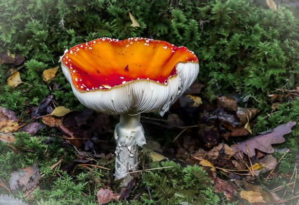 Amanita Muscaria (großer Fliegenpilz)