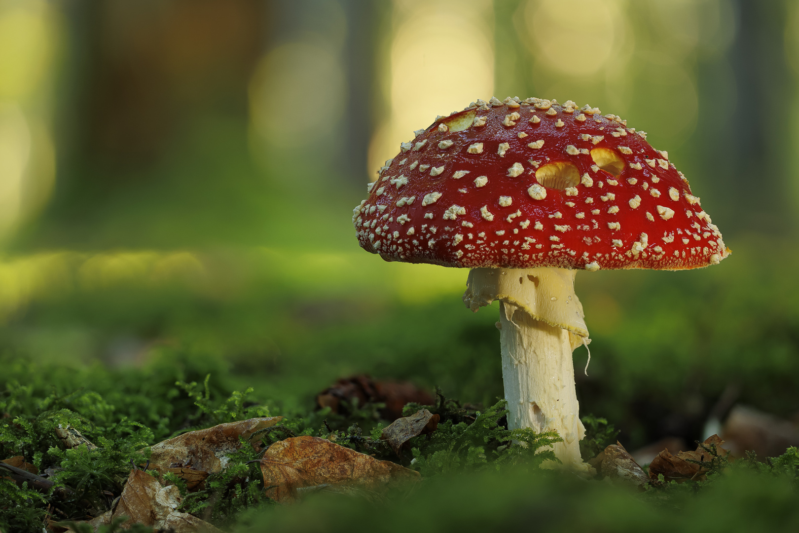 Amanita muscaria im Abendlicht