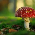 Amanita muscaria im Abendlicht