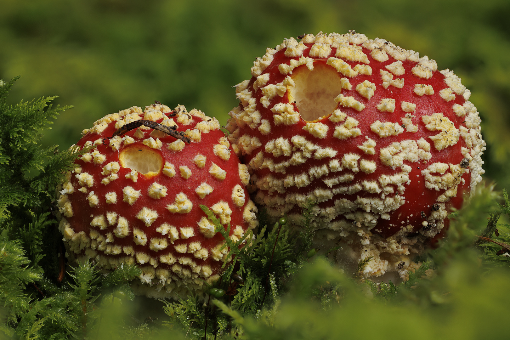 Amanita muscaria im Doppelpack