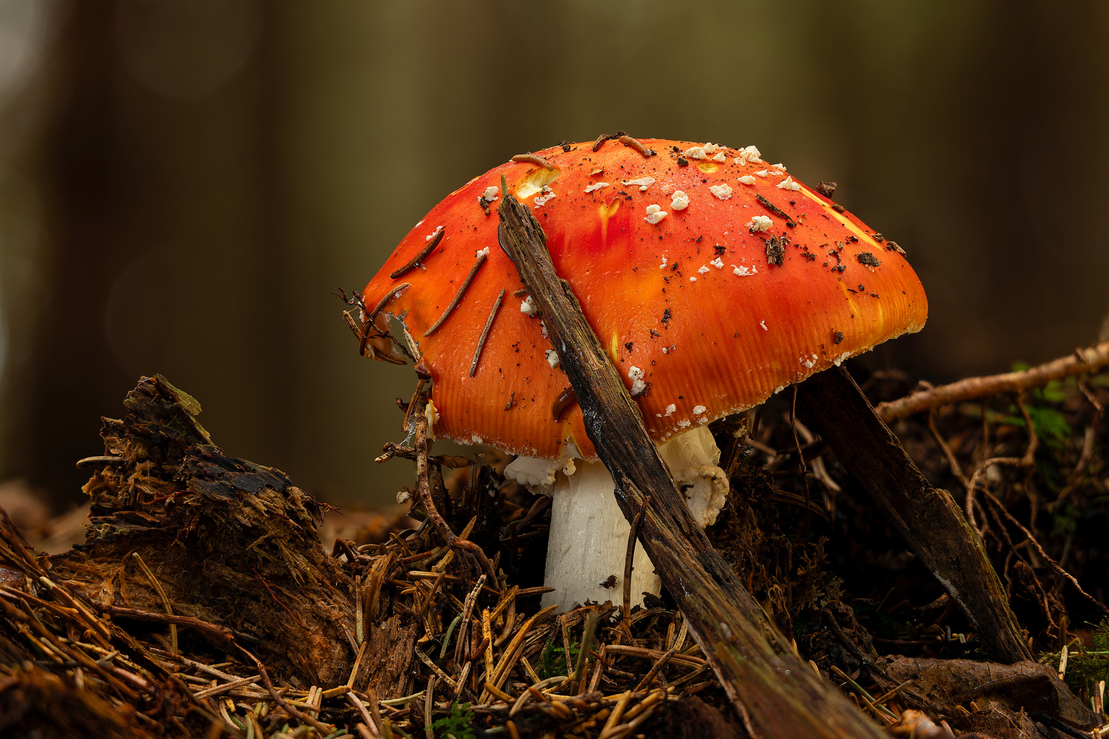 Amanita Muscaria im festen Halt