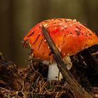 Amanita Muscaria im festen Halt