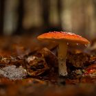 Amanita muscaria im Herbstlaub