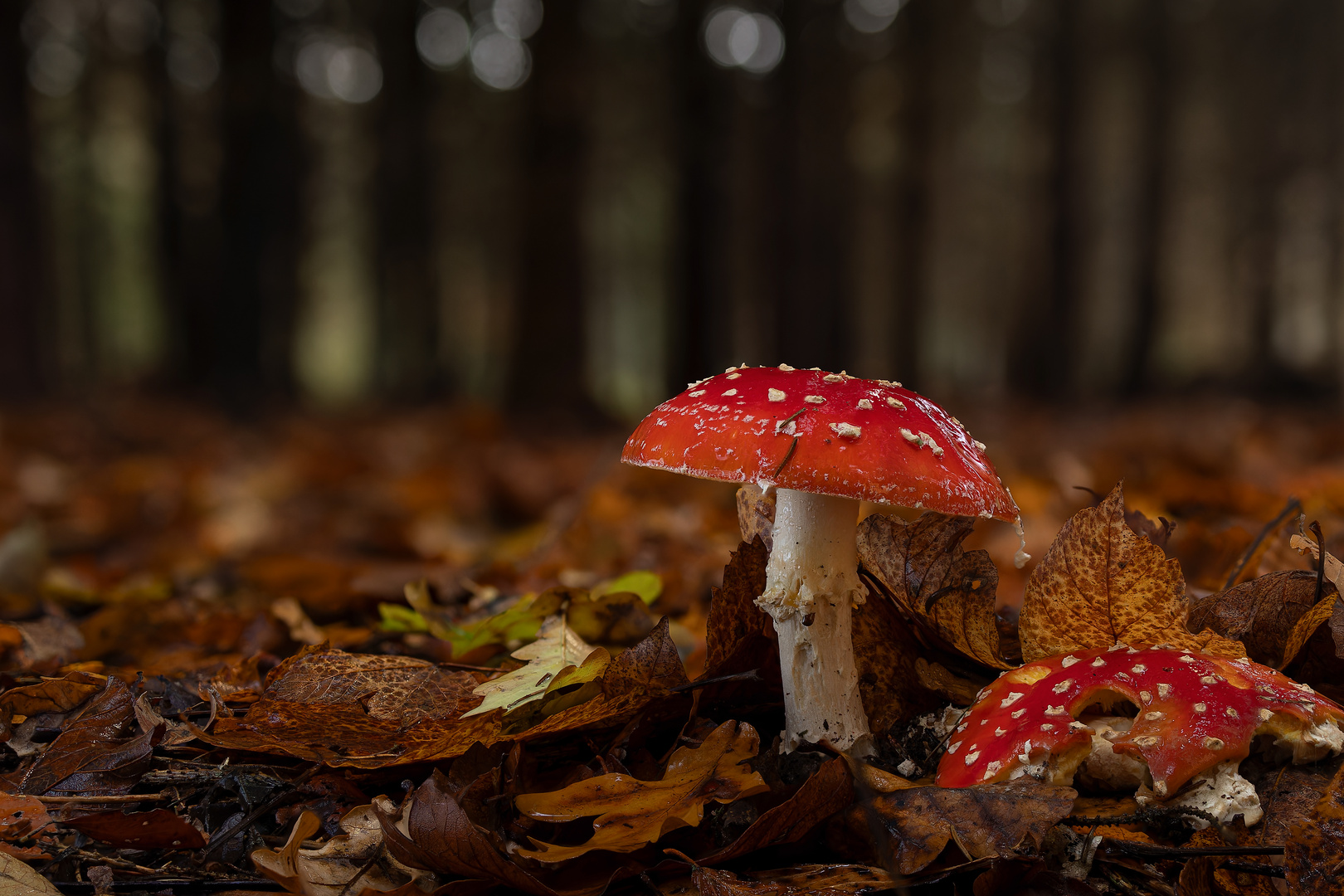 Amanita muscaria im Herbstlaub