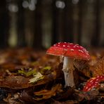 Amanita muscaria im Herbstlaub