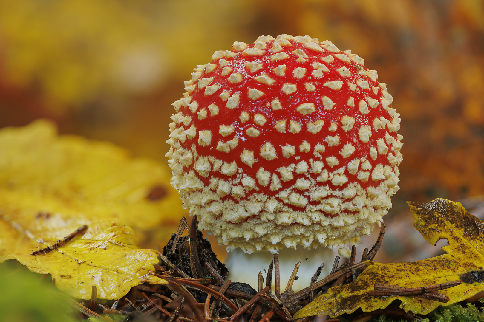 Amanita muscaria im Herbstlaub Foto & Bild pflanzen, pilze & flechten