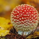 Amanita muscaria im Herbstlaub