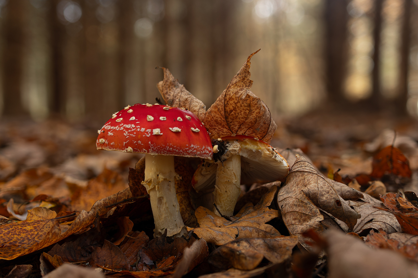 Amanita Muscaria im Herbstwald