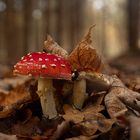 Amanita Muscaria im Herbstwald