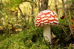 Amanita Muscaria im Moorgebiet.