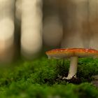 Amanita Muscaria im Wald