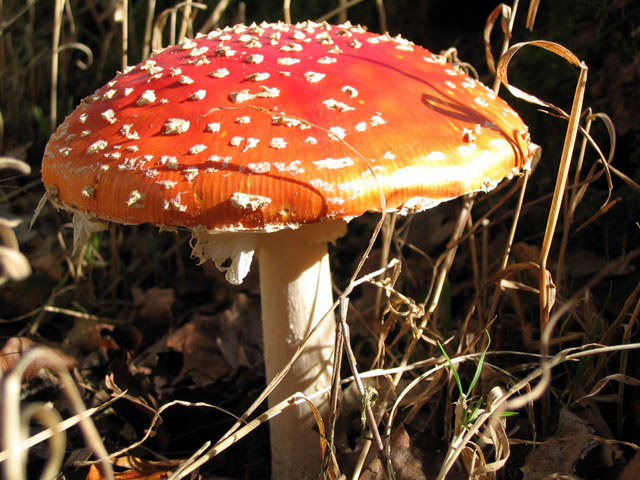 Amanita muscaria in autumn light