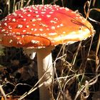 Amanita muscaria in autumn light