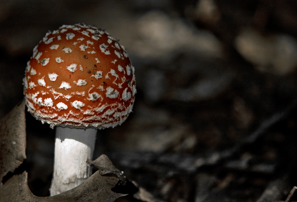 Amanita muscaria jr.