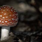 Amanita muscaria jr.