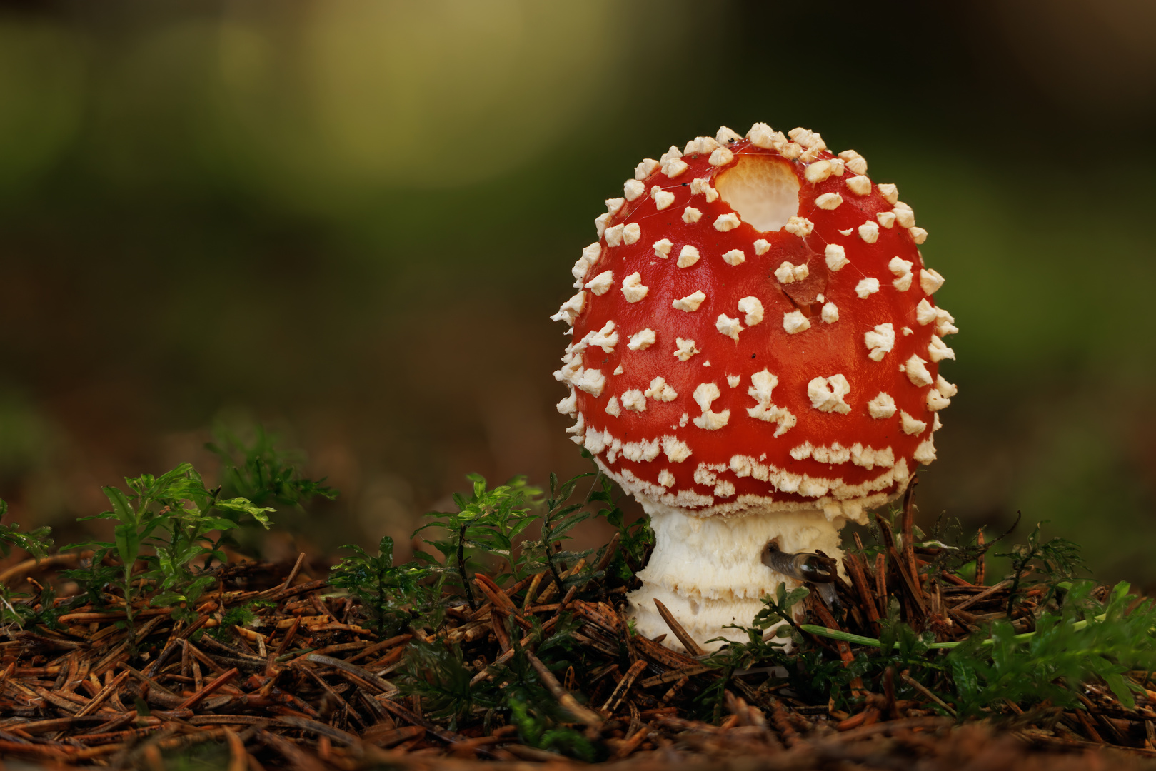 Amanita Muscaria mit ein Einschussloch