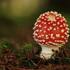 Amanita Muscaria mit ein Einschussloch