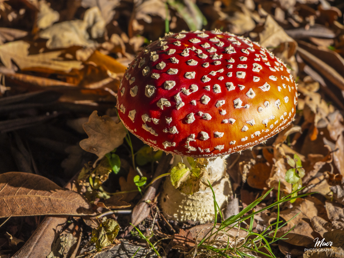 Amanita muscaria. Tomada esta mañana de Diciembre.