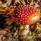 Amanita muscaria. Tomada esta mañana de Diciembre.