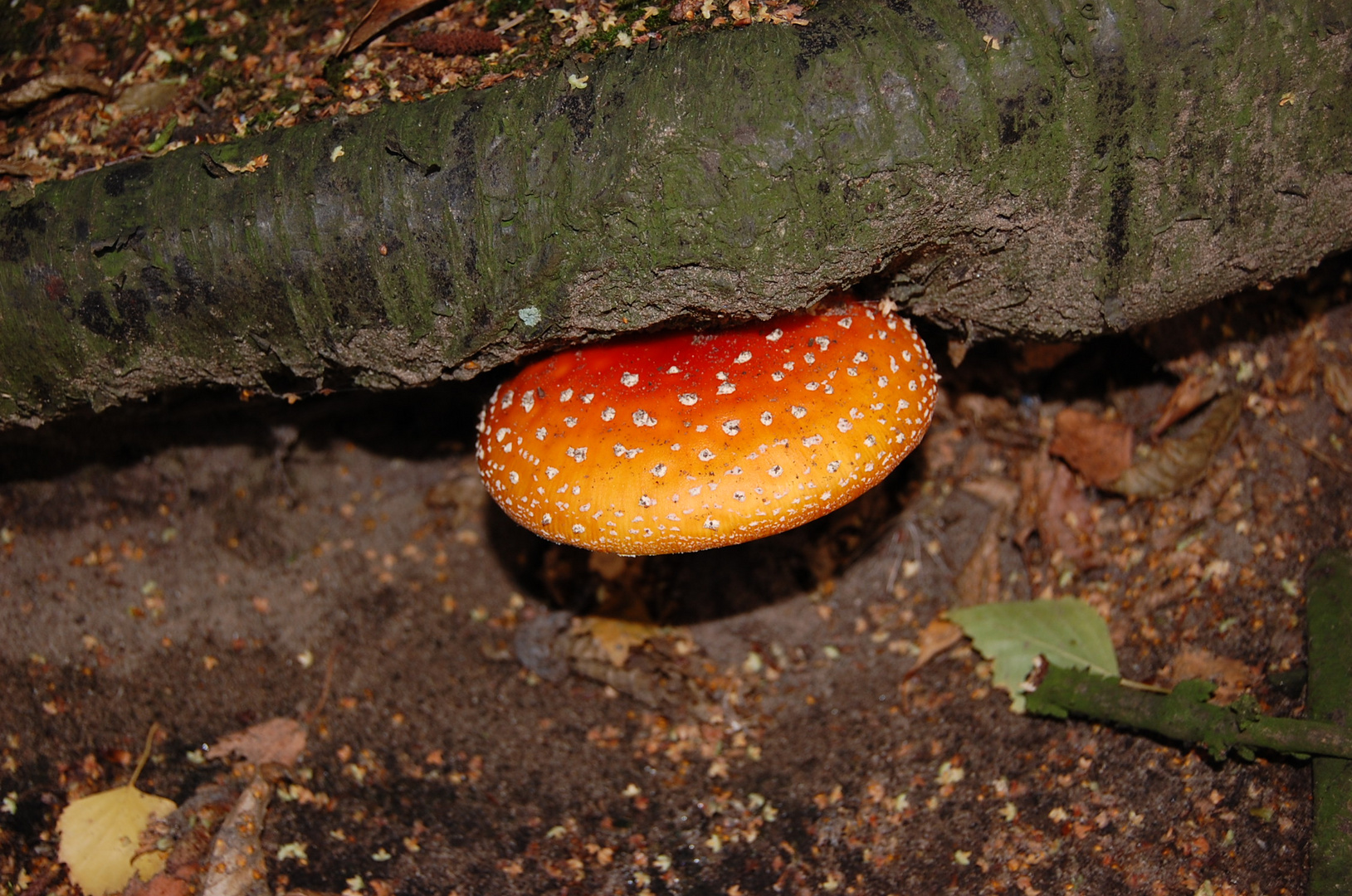 Amanita muscaria var. muscaria