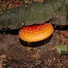 Amanita muscaria var. muscaria