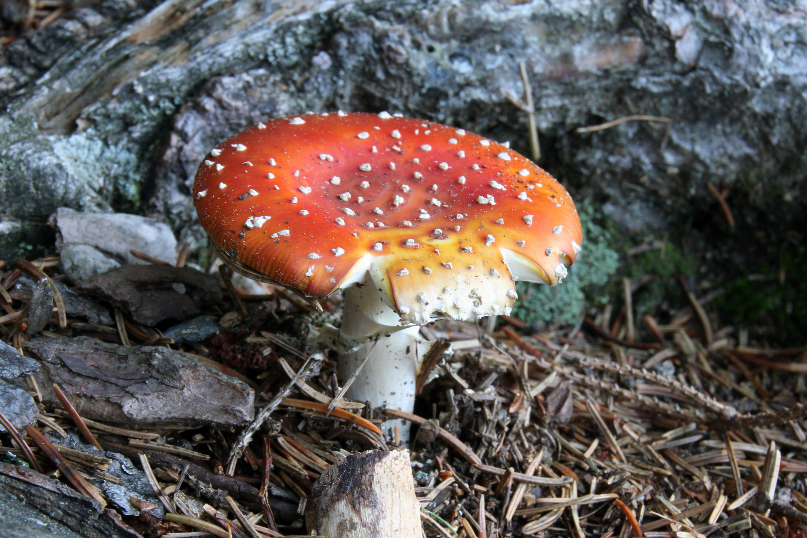 Amanita muscaria var. muscaria