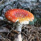 Amanita muscaria var. muscaria