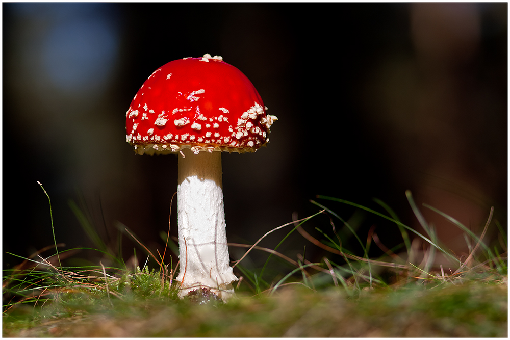 Amanita muscaria var. muscaria