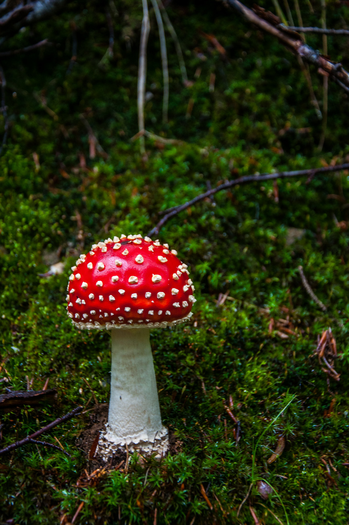 Amanita muscaria2