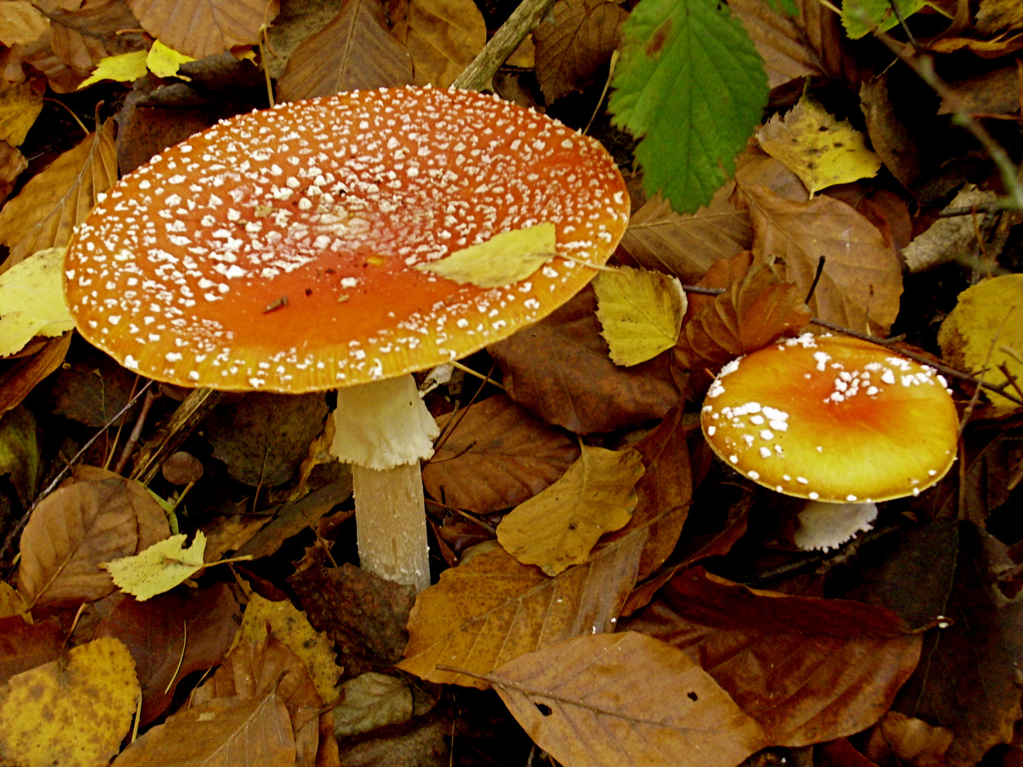 Amanita oder : Ein Männlein steht im Walde...