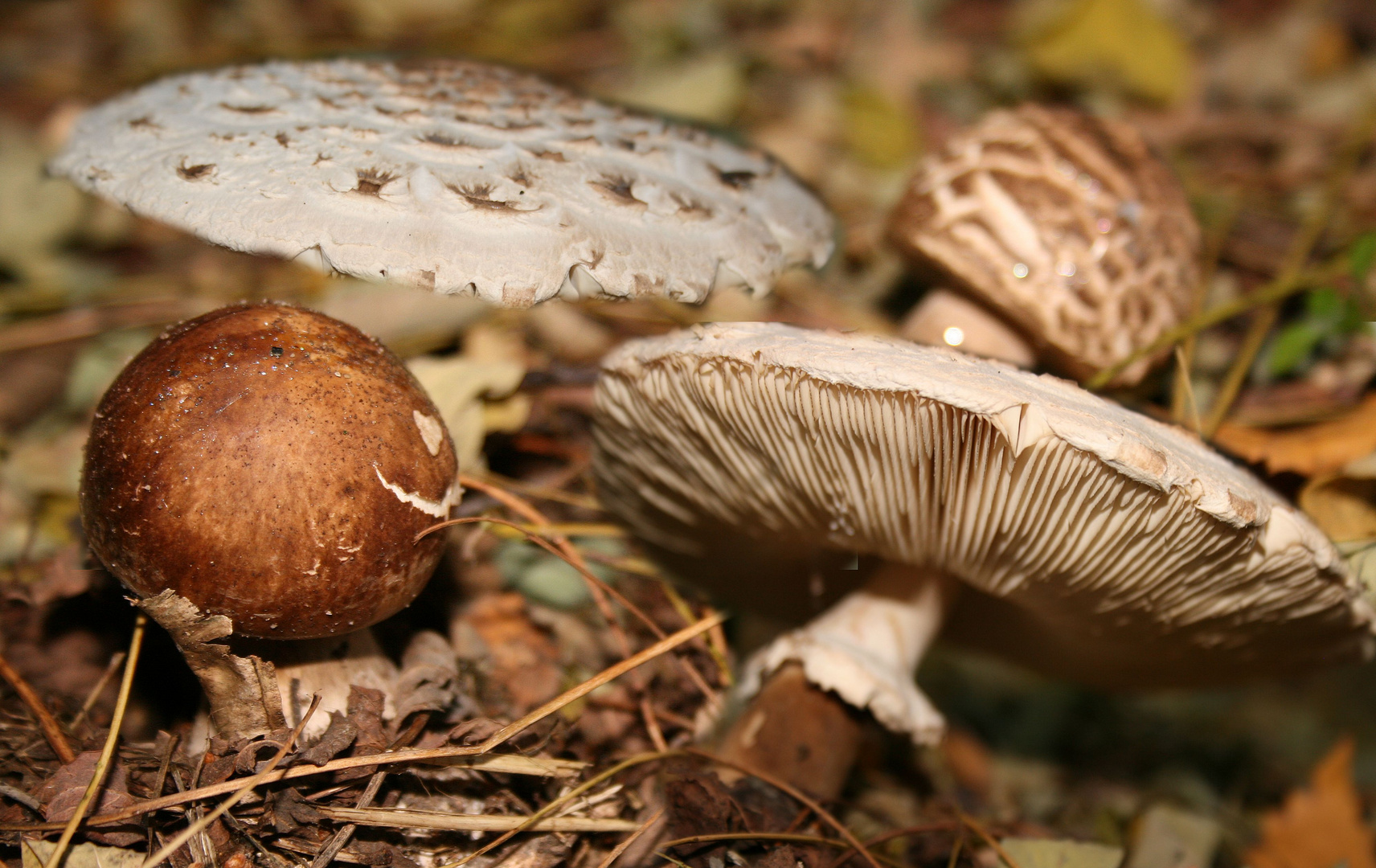 ?Amanita oder Lepiota?