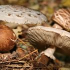 ?Amanita oder Lepiota?