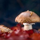 Amanita Pantherina